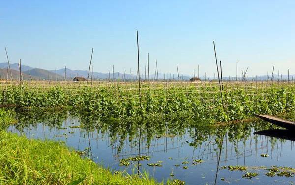 Jardins flutuantes no Lago Inle em Mianmar — Fotografia de Stock