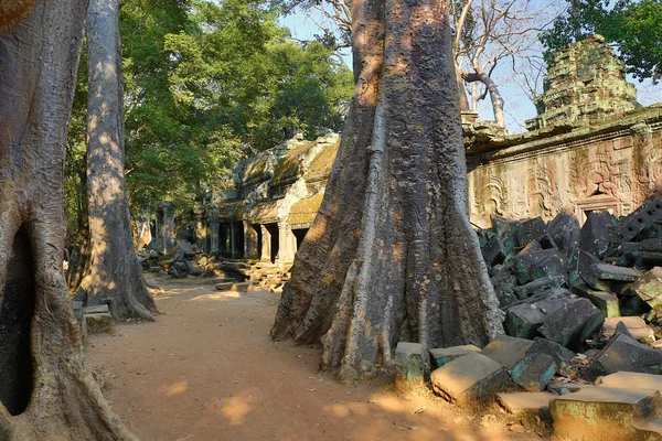 Árboles gigantes y la ruina del templo de Ta Prohm —  Fotos de Stock