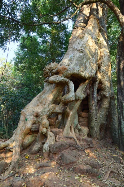 Raízes de árvores em antigas ruínas de templos no Camboja — Fotografia de Stock