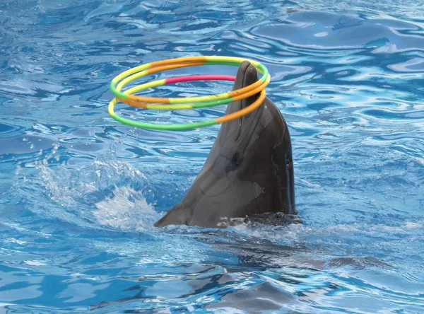 Delfín gira aros — Foto de Stock