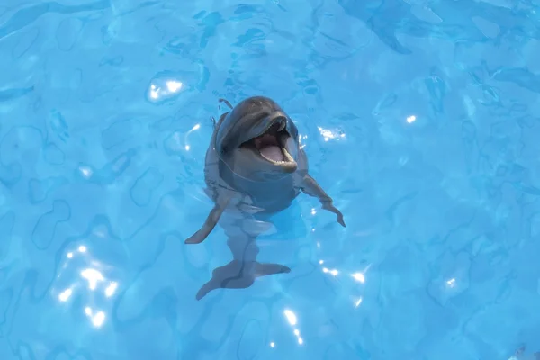 Souriant dauphin a planté sa tête hors de l'eau — Photo