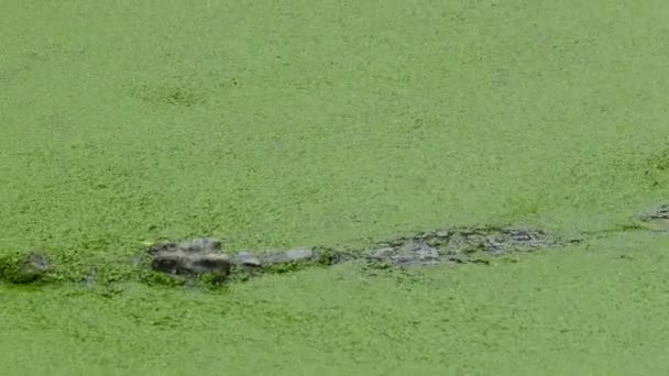 Crocodilo Flutuando Lago Entre Verde Magro — Vídeo de Stock