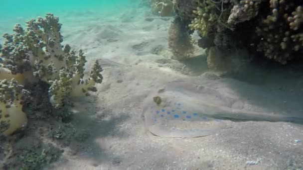 Stingray Tacheté Bleu Taeniura Lymma Vie Marine Dans Mer Rouge — Video