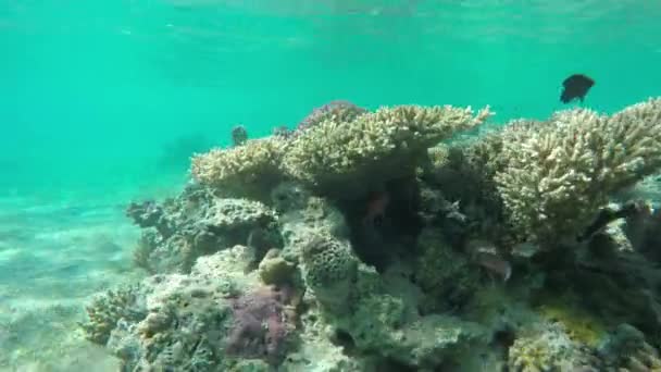 Muchos Peces Nadan Entre Corales Mar Rojo Egipto — Vídeo de stock