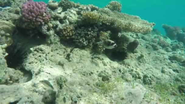 Poisson Globe Tête Chien Tacheté Noir Arothron Nigropunctatus Mer Rouge — Video