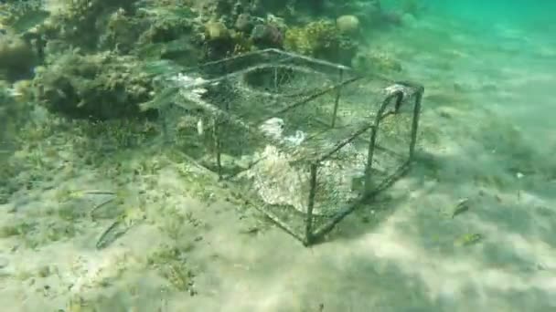 Dommages Environnementaux Piège Filet Pêche Illégal Mer — Video