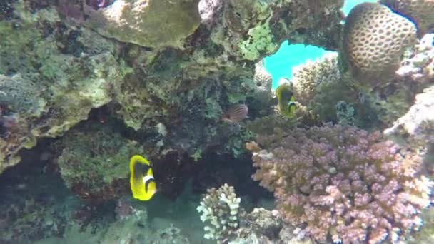 许多鱼在埃及红海的珊瑚中游泳 — 图库视频影像