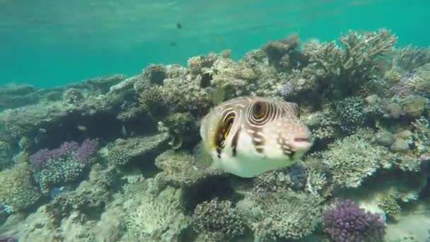 埃及红海的黑斑鱼或狗脸琵琶鱼 Arothron Nigropunctatus — 图库视频影像