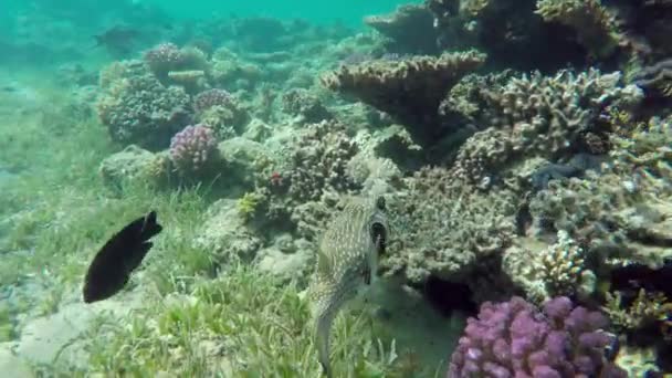 Poisson Globe Tête Chien Tacheté Noir Arothron Nigropunctatus Mer Rouge — Video