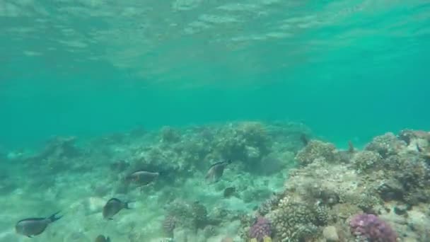 Cirujano Sohal Acanthurus Sohal Arrecife Coral Tropical — Vídeo de stock