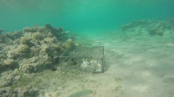 Dommages Environnementaux Piège Filet Pêche Illégal Mer — Video