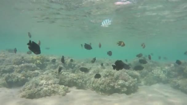 Muchos Peces Nadan Entre Corales Mar Rojo Egipto — Vídeo de stock