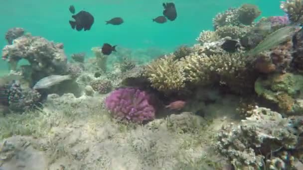 Muchos Peces Nadan Entre Corales Mar Rojo Egipto — Vídeo de stock