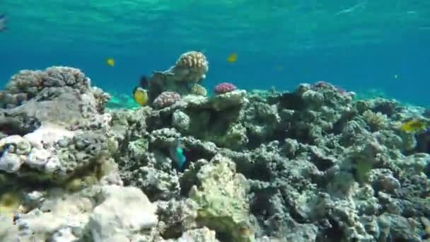 Daisy Papegojfisk Chlorurus Sordidus Röda Havet Egypten — Stockvideo