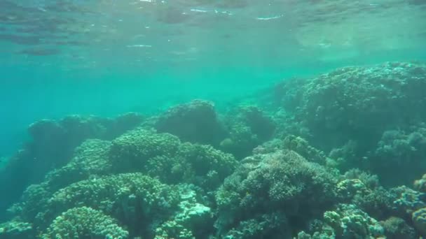 Muchos Peces Nadan Entre Corales Mar Rojo Egipto — Vídeo de stock