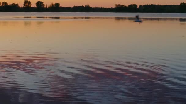 Fiskmåsar Som Flyger Över Sjön Efter Solnedgången — Stockvideo