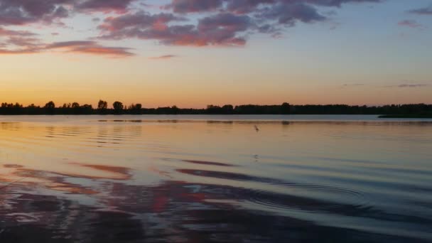 日没後に湖を飛ぶカモメ — ストック動画