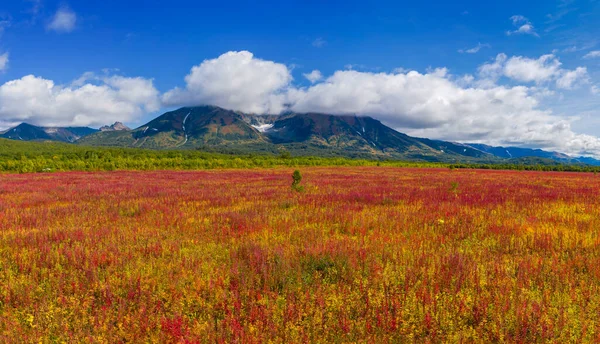 Blühende Blumen Ivan Tee Oder Weidenkraut Der Nähe Des Vachkazhets — Stockfoto