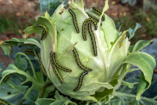 很多毛毛虫的特写 毛毛虫吃卷心菜的叶子 — 图库照片