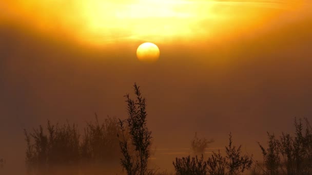 Paisaje Con Salida Del Sol Río Niebla — Vídeos de Stock