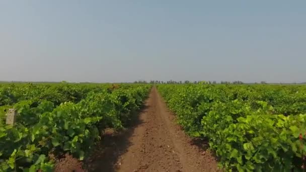 Luchtfoto Uitgestrekte Wijngaarden — Stockvideo