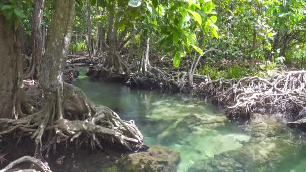 Tha Pom Manglar Bosque Bosque Pantanoso Con Raíces Arroyo Krabi — Vídeo de stock