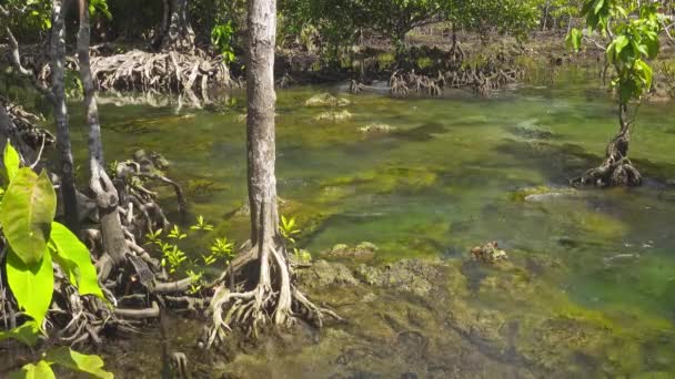 Tha Pom Manglar Bosque Bosque Pantanoso Con Raíces Arroyo Krabi — Vídeos de Stock