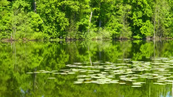 Lago Estivo Nel Paesaggio Forestale — Video Stock