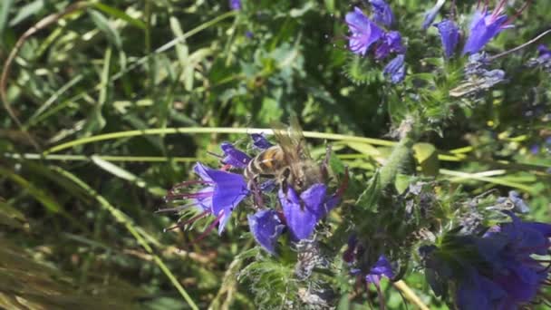 Bijen Vliegen Weg Van Bloem Slow Motion Bij Een Framesnelheid — Stockvideo