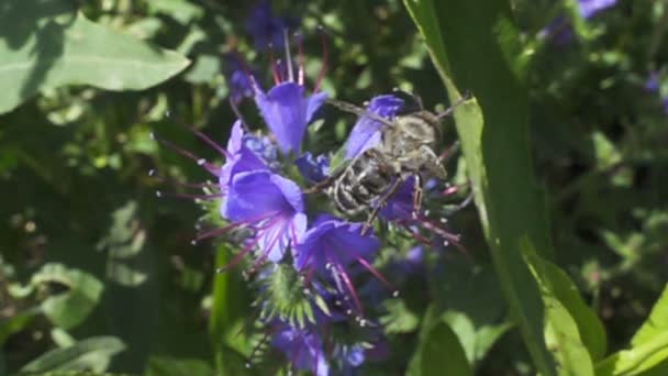 蜂は花から飛び去る フレームレート960 Fpsでのスローモーション — ストック動画