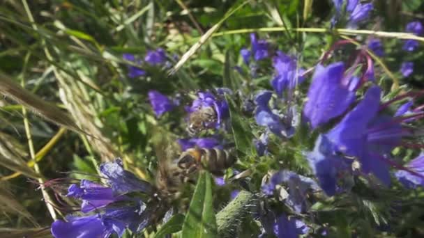 Včela Odletí Květiny Pomalý Pohyb Při Snímkové Frekvenci 480 Snímků — Stock video
