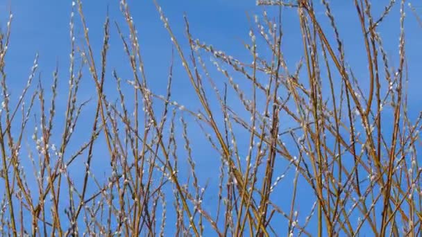 Pussy Willow Branches Blue Sky Background — Stok video