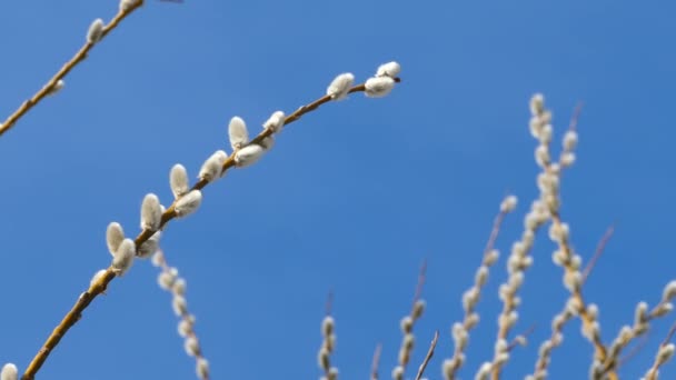 Pussy Willow Branches Blue Sky Background — Αρχείο Βίντεο