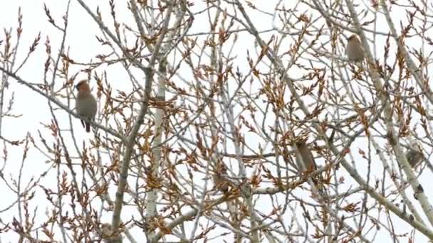 Ailes Cire Assises Sur Les Branches Des Arbres Printemps — Video