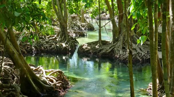 Tha Pom Mangrove Forest Заболотный Лес Корнями Ручьем Таиланде — стоковое видео