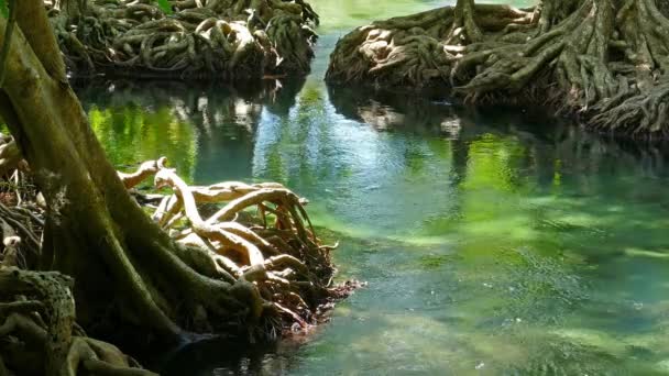 Tha Pom Hutan Bakau Hutan Rawa Dengan Akar Dan Sungai — Stok Video