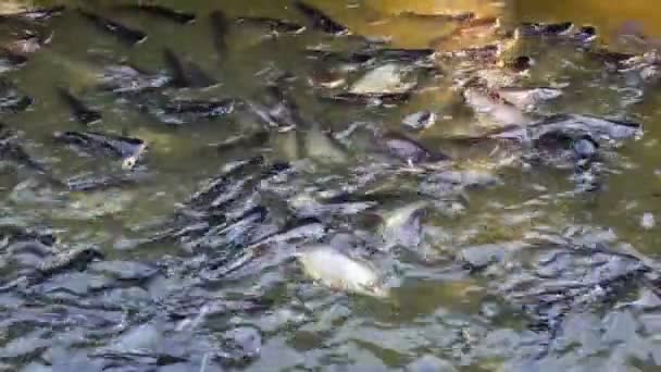 Багато Риби Річці Таїланд — стокове відео