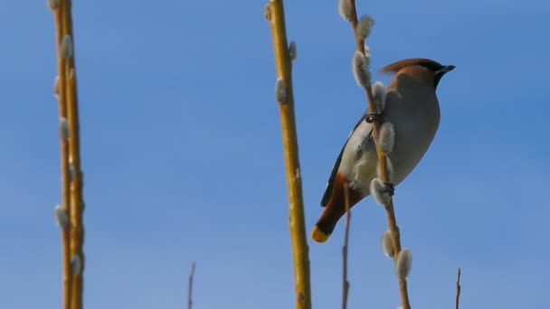 Waxwing Sitting Pussy Willow Branch Eating Buds — Stock Video