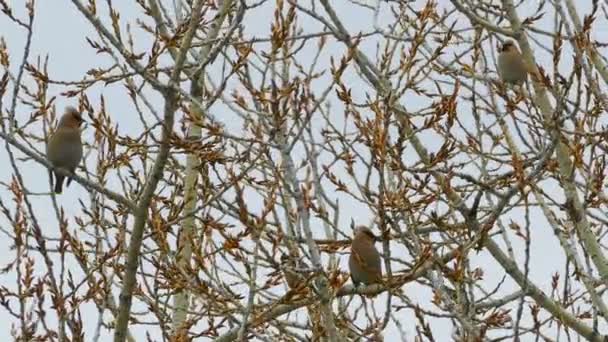 Waxwings Siedzi Gałęziach Drzew Wiosnę — Wideo stockowe