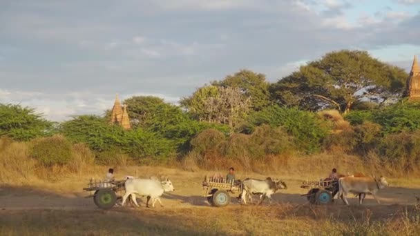 Bagan Myanmar January 2016 Unidentified Farmers Riding Cart Bagan Myanmar — Stock Video