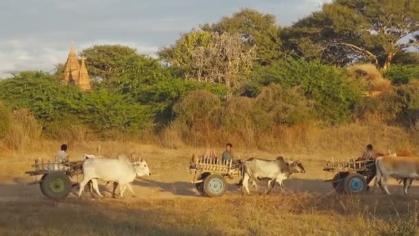 Bagan Myanmar January 2016 Unidentified Farmers Riding Cart Bagan Myanmar — Stock Video