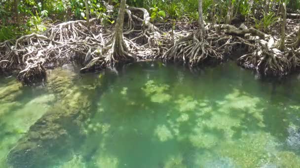 Tha Pom Mangrove Forest Болотный Лес Корнями Ручьем Краби Таиланд — стоковое видео
