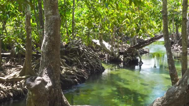 Tha Pom Manglar Bosque Bosque Pantanoso Con Raíces Arroyo Krabi — Vídeos de Stock