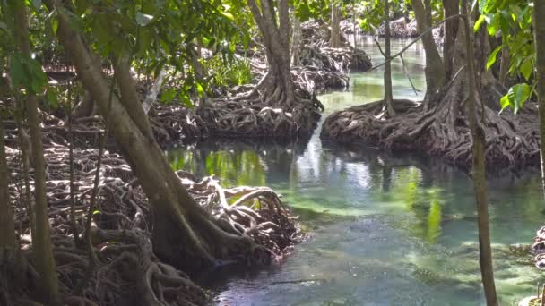 マングローブの森 クラビの根と小川のある湿地林タイ — ストック動画