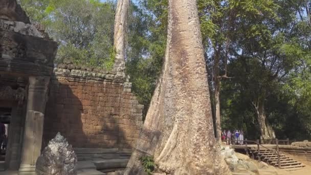 Árvore Sobre Ruínas Templo Angkor Wat Siem Reap Camboja Vista — Vídeo de Stock
