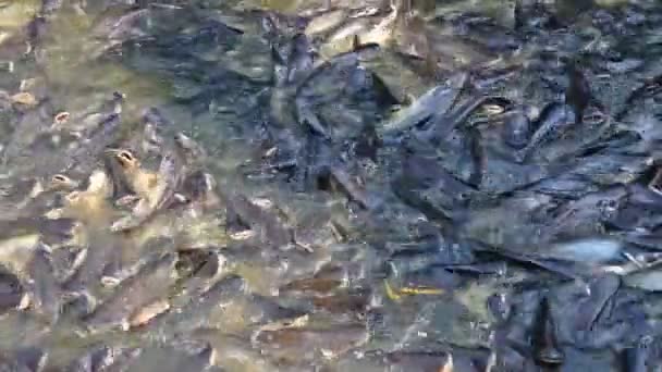 タイの川ではたくさんの魚が — ストック動画