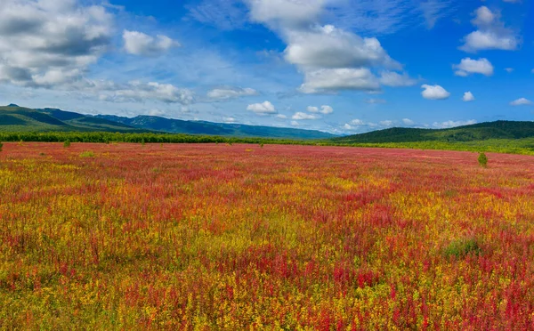 Blühende Blumen Ivan Tee Oder Weidenkraut Auf Der Halbinsel Kamtschatka — Stockfoto