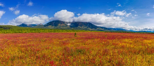 開花する花カムチャツカ半島のヴァチャツカ火山付近のイワン茶またはウィローハーブ — ストック写真