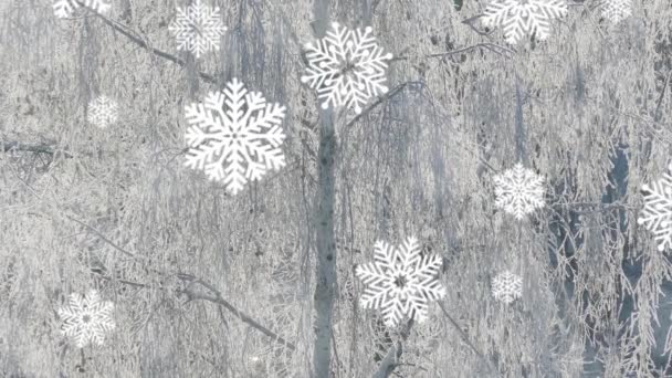 Äste Eines Mit Frost Und Schneeflocken Bedeckten Baumes Animation Hintergrund — Stockvideo
