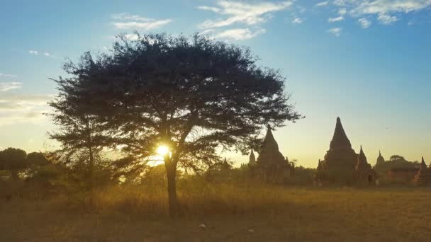 Silhouette Des Temples Des Arbres Bagan Coucher Soleil Myanmar Birmanie — Video